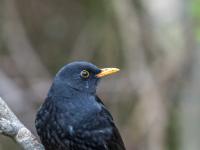 Amsel Männchen